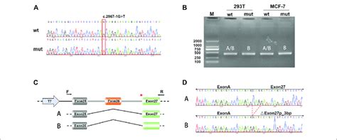 | Minigene splicing assays. (A) Sanger sequencing results of the ... 
