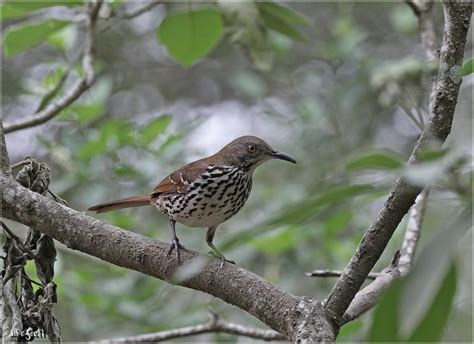 Long Billed Thrasher Toxostoma Longirostre Long Billed T Flickr