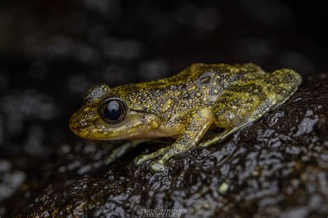 Hong Kong Cascade Frog In April 2022 By Artur Tomaszek INaturalist