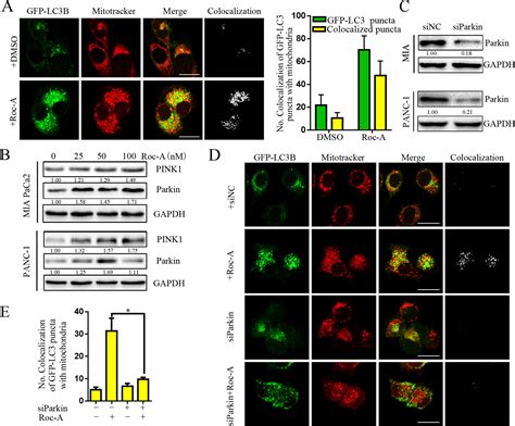 Frontiers Pink Parkin Mediated Mitophagy Regulation By Reactive