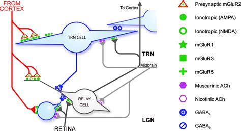 The Role Of The Thalamic Reticular Nucleus In Visual Processing Thalamus And Related Systems