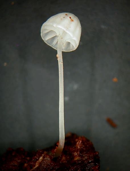 Virtual Mycota Mycena Sp Waiohine Gorge PDD87377