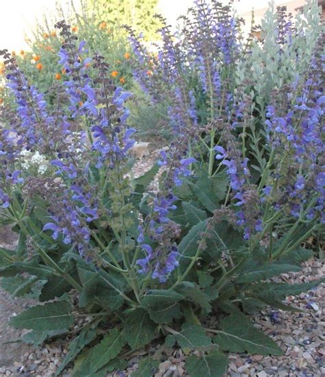 Plantfiles Pictures Salvia Species Transylvanian Sage Salvia