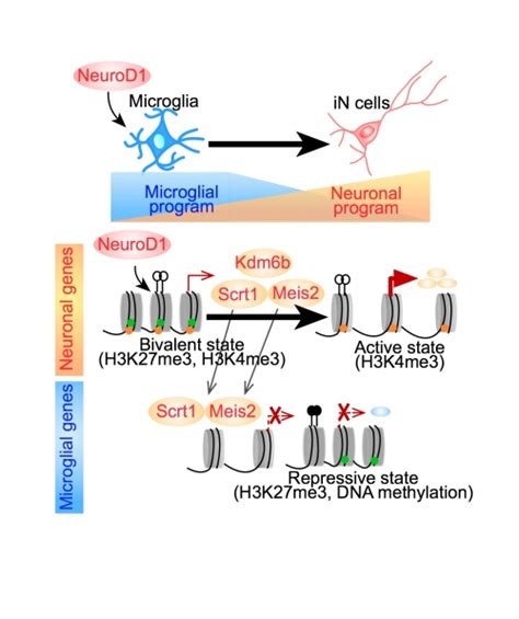 Direct Reprogramming Of Microglia Into Functional Neurons By A Single