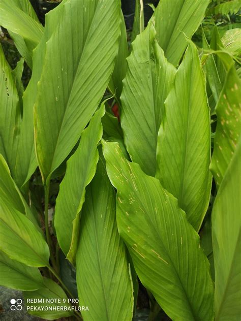 Daun Kunyit Segar Di Petik Ketika Di Order Lazada Indonesia