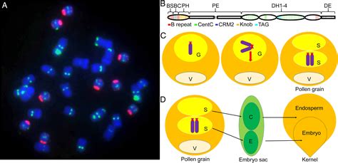 Sequence Of The Supernumerary B Chromosome Of Maize Provides Insight