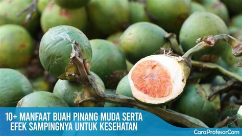 10 Manfaat Buah Pinang Muda Serta Efek Sampingnya Untuk Kesehatan