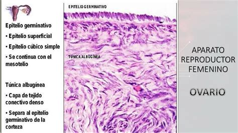 Ovario Histolog A Unidad Modo Estudiante Mehu Udocz