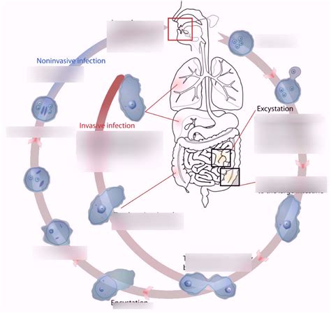 E Histolytica Life Cycle Diagram Quizlet