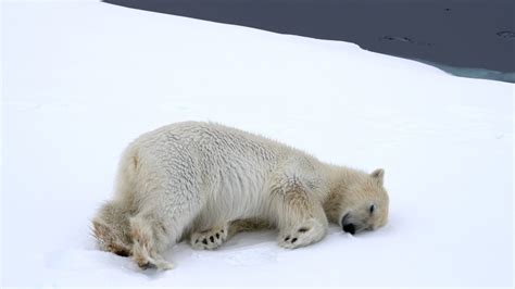 Playful Polar Bear Svalbard Graham Boulnois