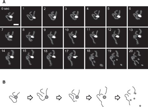 Figure 3 From Visual Analysis Of Concerted Cleavage By Type Iif