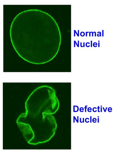 Lecture 10CELS Nucleus Flashcards Quizlet