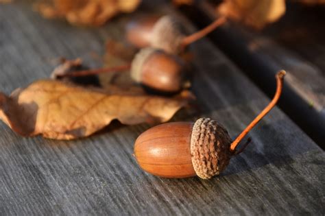 Download free photo of Acorns,nature,autumn,tree fruit,oak - from ...