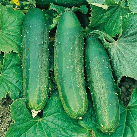 Buy Cucumber Bush Crop Australian Seed Collection Australian Seed