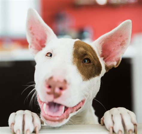 Miniature Bull Terrier Adoption In La Baie Qc Miniature Bull Terrier