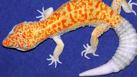 Dreamsicle Leopard Gecko Feliks Zeki