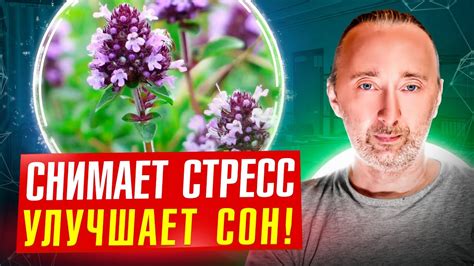 ЧАБРЕЦ уберёт стресс, инфекции и головную боль; улучшает сон, зрение ...