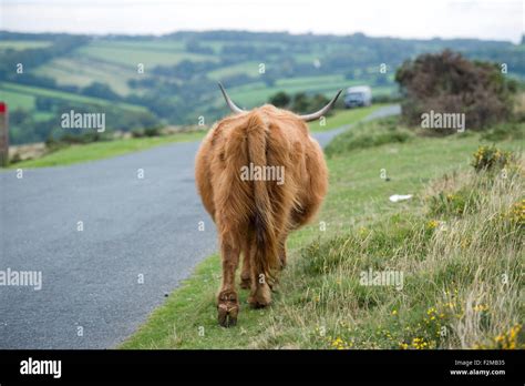 Highland Cattle Walking Away Stock Photo Alamy