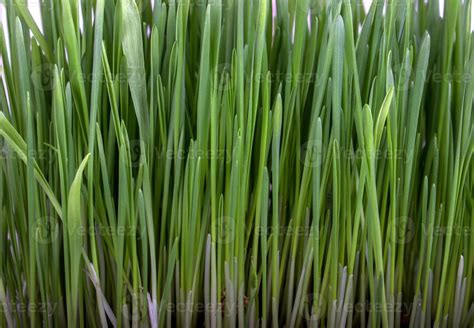 Germinated seeds of oat, green grass. 14565498 Stock Photo at Vecteezy