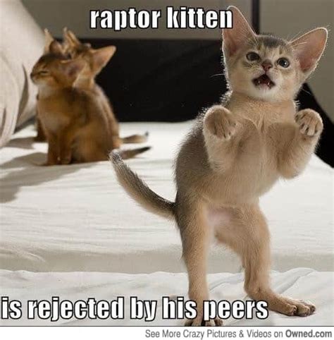 35 Adorable Kitten Memes That Will Cheer You Up - LOL Cats