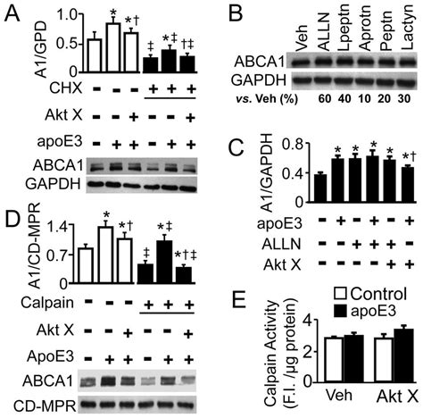 Role Of Calpain In Apoe Induced Abca1 Protein Download Scientific Diagram