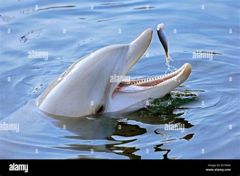 Images Of Dolphins Eating