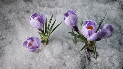 Snow Melting And Crocus Flower Blooming In Spring Stock Footage