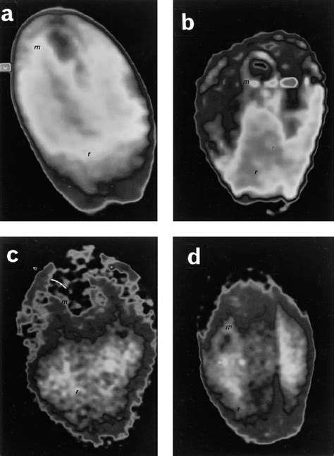 Results From Magnetic Resonance Microimaging Mrmi Experiments