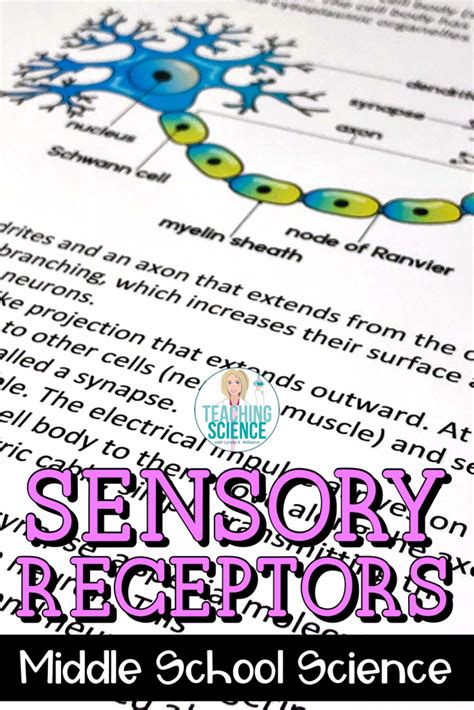 Sensory Receptors Chart