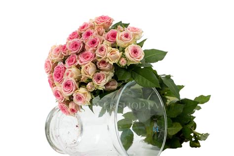 Кустовые Розы розовые Carlotta — купить в Риге на сайте FlowerShop.lv