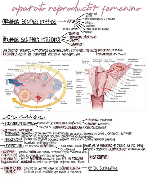 Apunte Histología Ross Aparato Reproductor Femenino Montedel