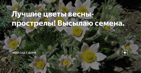 Лучшие цветы весны- прострелы! Высылаю семена. | МОЙ САД У ДОМА | Дзен