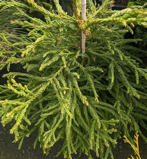 Photo Of The Entire Plant Of Japanese Cedar Cryptomeria Japonica