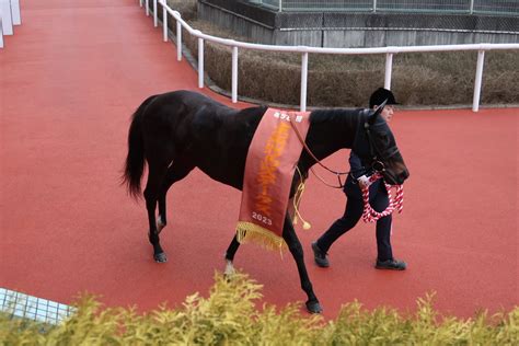 でぃしくん On Twitter 阪神11r 京都牝馬s 先に抜け出して粘るウインシャーロットをララクリスティーヌがゴール前で測ったかの