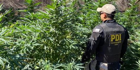 Quillota Hallaron Más De 300 Plantas De Cannabis Mientras Investigaban