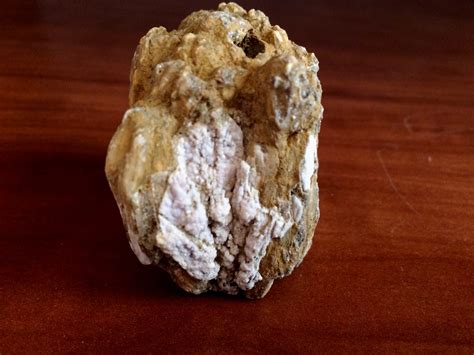 Камень или окаменевшая кость | Пикабу