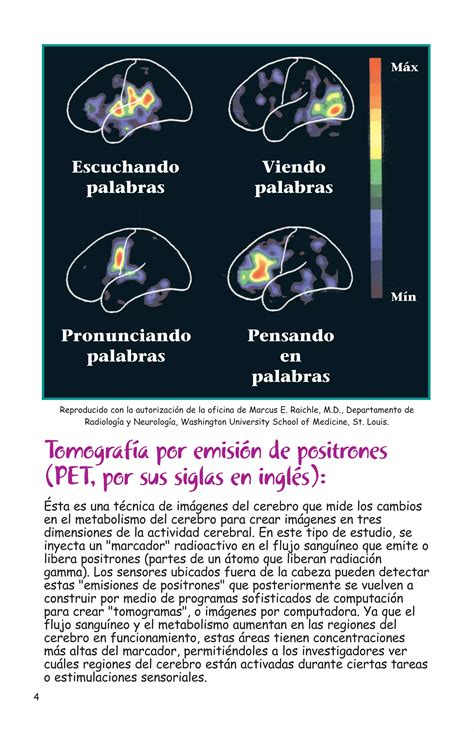 Pdf Como Funciona El Cerebro PDF