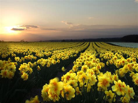 🔥 Download Huge Field Of Daffodils Wallpaper At Sunset By Rhodges3