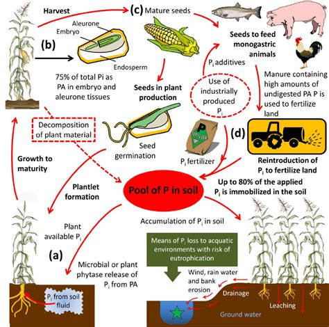 Phosphate And Phytic Acid Pa Cycles In Agricultural Systems A