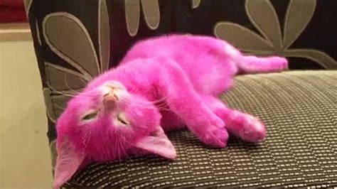 Cat dyed pink for a ‘pretty in pink’ party dies