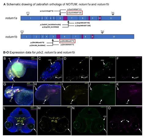 Schematics Crispr Mediated Genomic Editing And Expression Patterns Of