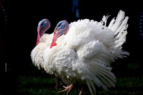 Turkeys Liberty and Bell escape 'fowl' fate with presidential pardon - ABC News