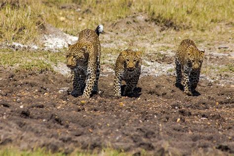 East African Bush Safaris Ltd Nairóbi Atualizado 2022 O Que Saber