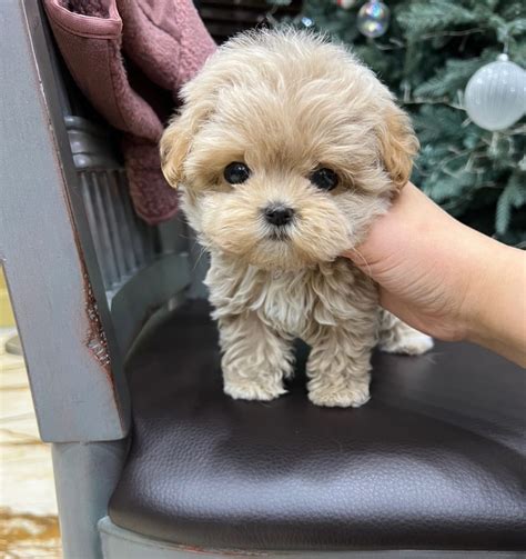 Купить щенка Мальтипу | Щенки маленьких пород собак