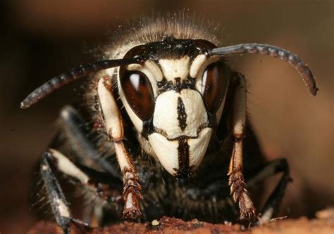 Bald Faced Hornet Nps National Capital Region Bees And Wasps · Inaturalist