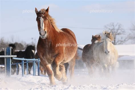 雪原を走る馬 写真素材 4845452 フォトライブラリー Photolibrary