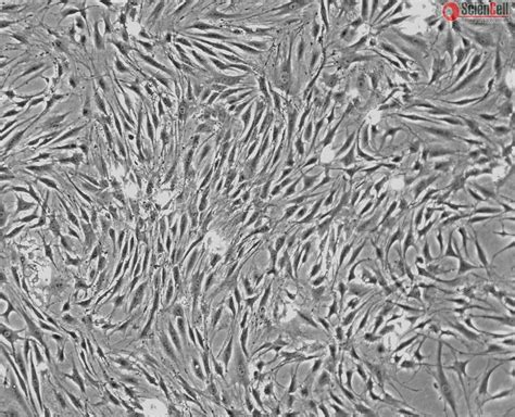 Rat Mesenchymal Stem Cells Bone Marrow