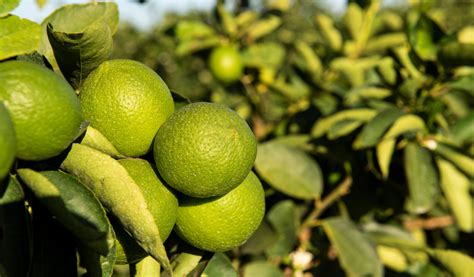 Los cítricos una de las frutas más consumidas del mundo Jardiland