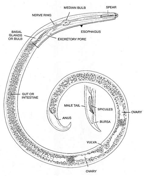 Nematode Morphology Diagram Quizlet