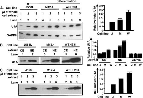 U1A levels decrease upon differentiation. ( A ) In whole cell extracts ...